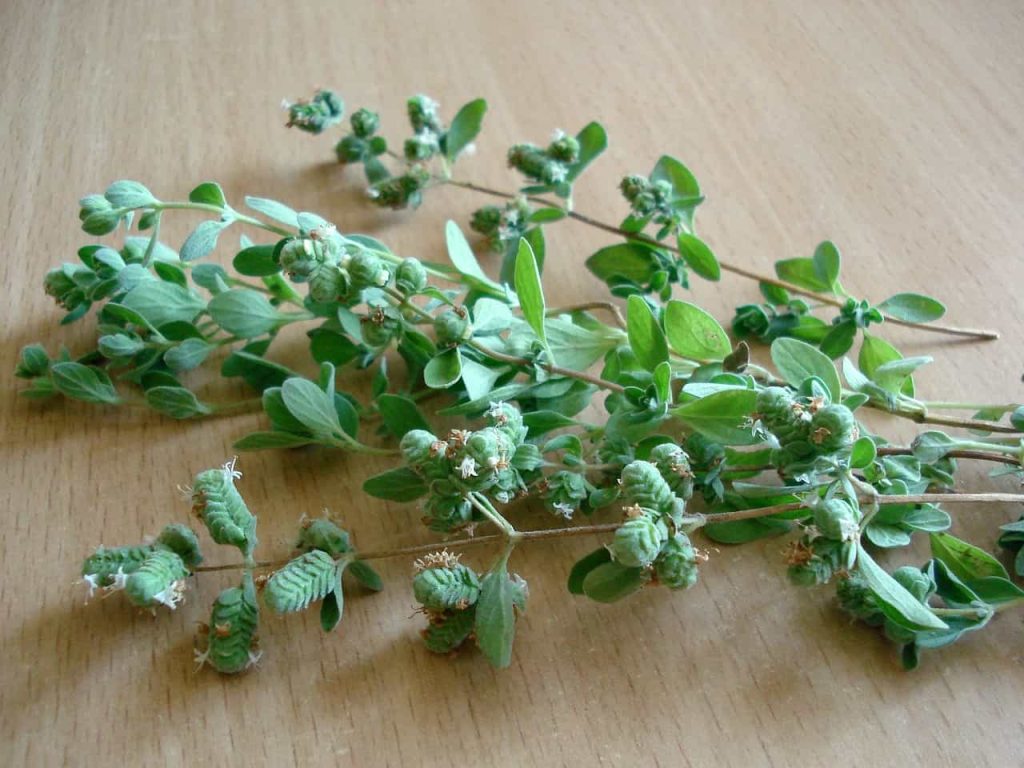 Olej z oregano