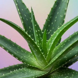 Aloes